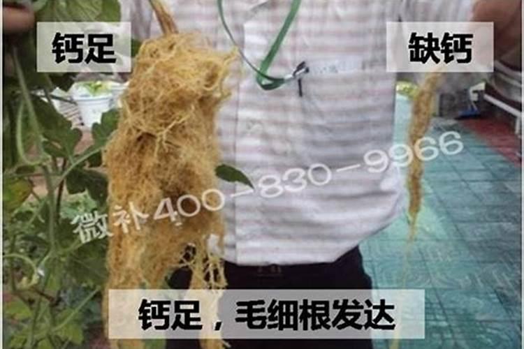 硝酸钙是氮肥吗