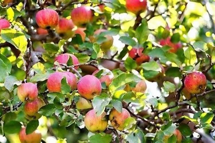 苹果树追肥用什么肥料好