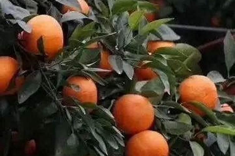柑橘谢花后需要马上施肥吗