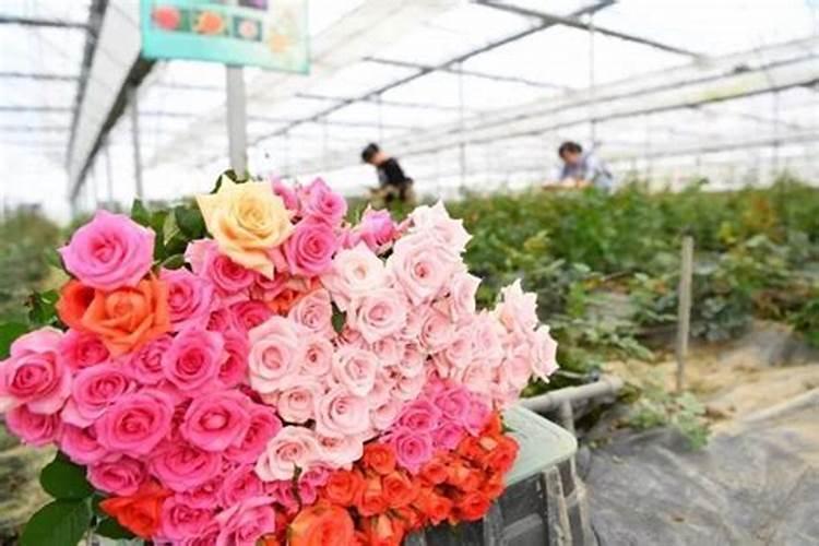 玫瑰花施什么肥