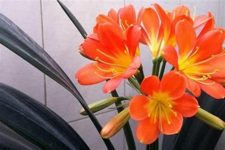 芹菜叶的汤水可以浇灌君子兰吗？
