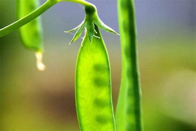 大豆开花期喷施叶面肥和虫子药可不可以？