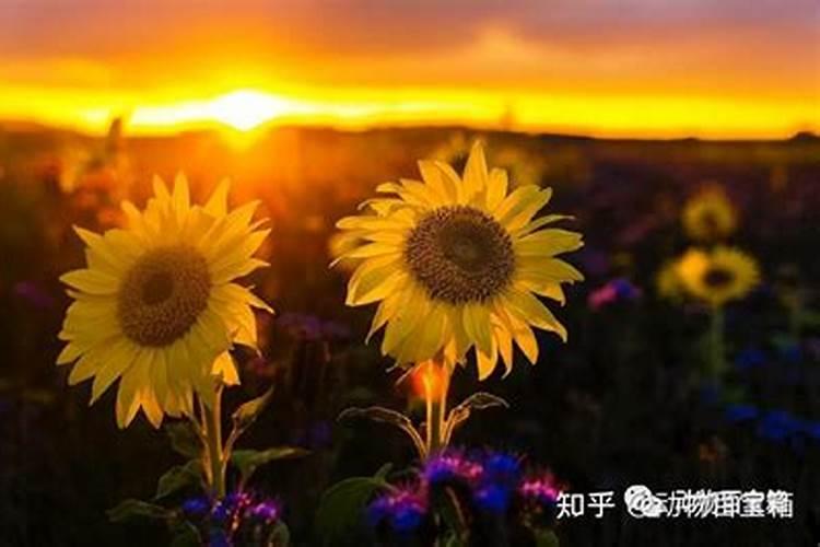 如何掌握向日葵施用硼肥技术？