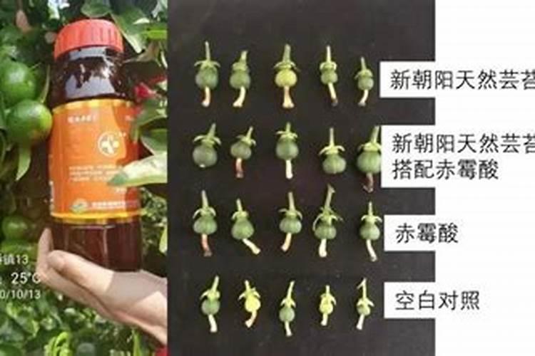 芸苔素内酯啥时候用