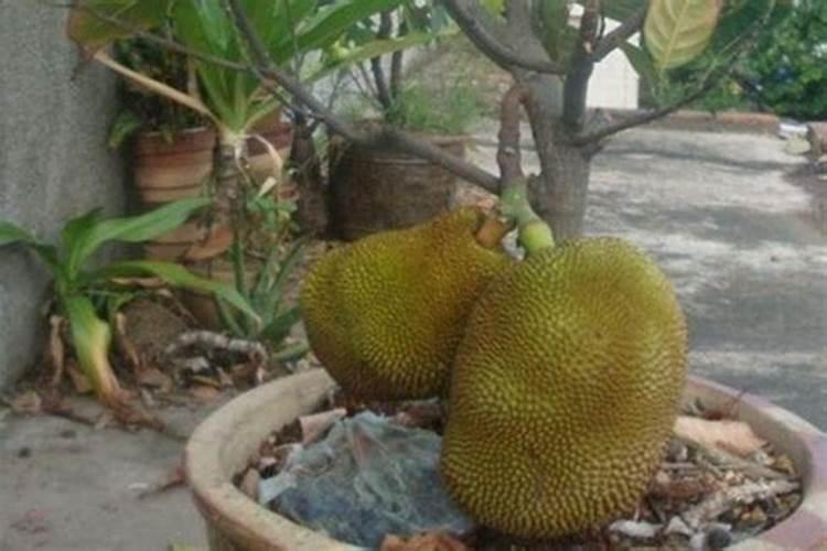 菠萝皮能做花肥吗 菠萝蜜外皮可做肥料用吗
