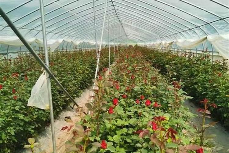 花果动力是什么叶面肥