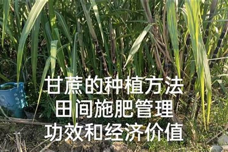 甘蔗多久施一次肥 施肥时间和方法