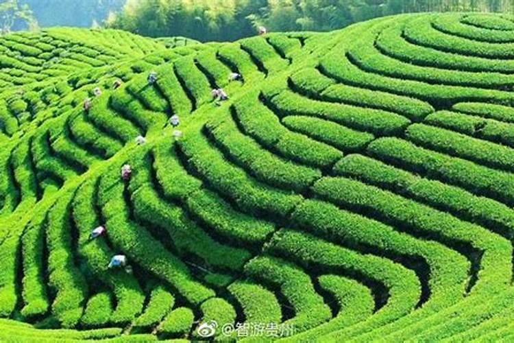 三胺是什么肥料