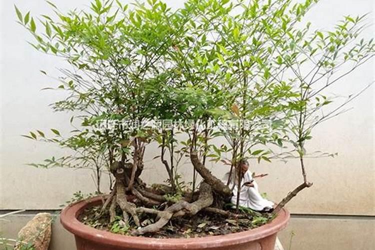 枣树黄叶卷叶喷洒芸苔素可以吗？