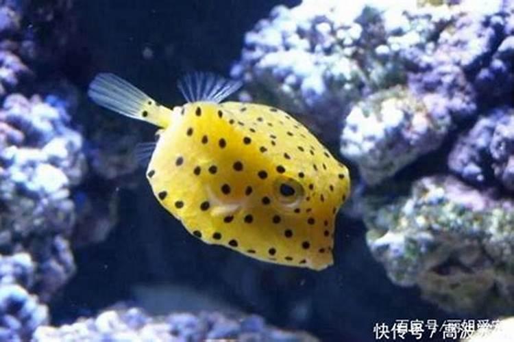 鱼蛋白肥料的生产工艺