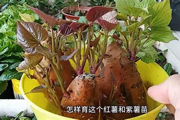 红薯后期如何施肥