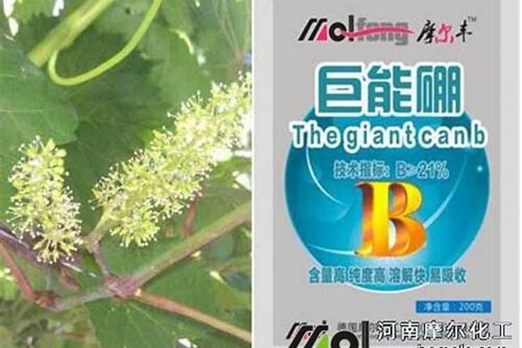 镁在葡萄树上的作用(镁肥在葡萄上什么时候用)