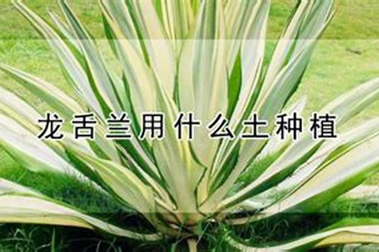 龙舌兰施肥的最佳时间,龙舌兰施肥方法