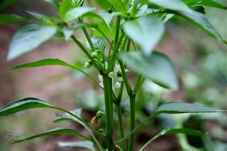 科莱茵水溶肥怎么样有高钾的吗