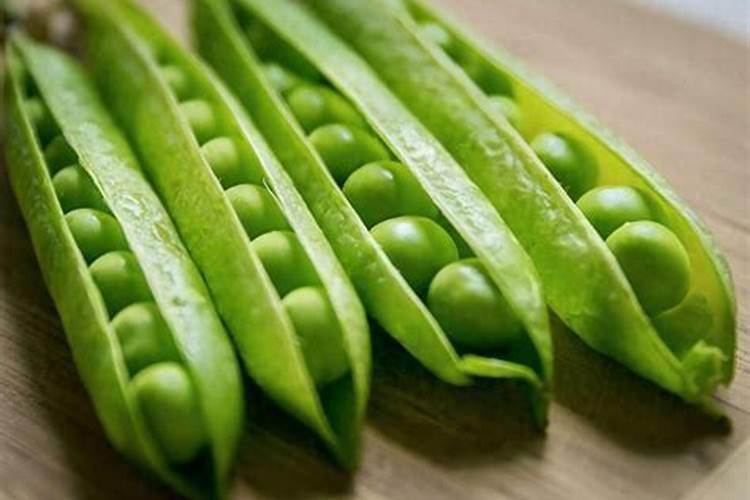 豌豆沤肥要多久才能腐烂