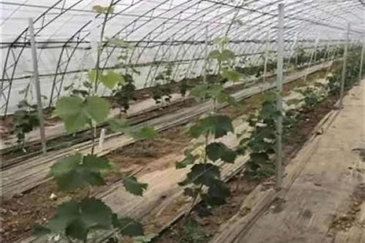 盆栽葡萄强制休眠(盆栽葡萄强制休眠技巧,如何让葡萄树进入冬眠...