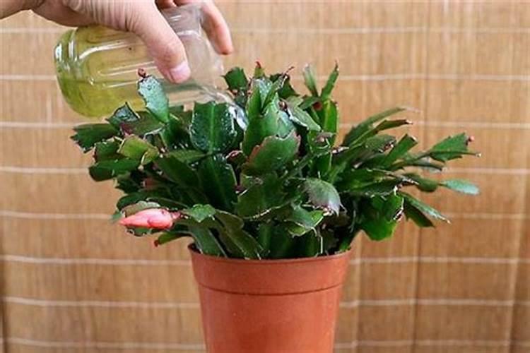 阿司匹林合适浇哪些花 阿司匹林浇哪些花好呢