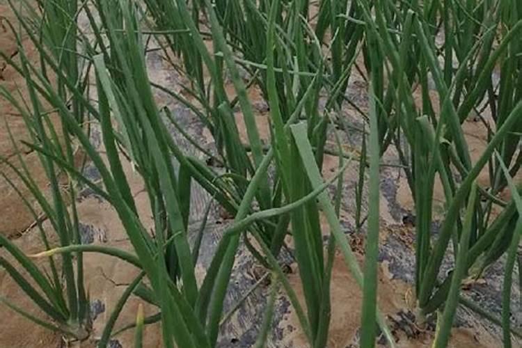 花生喷施硼肥的最佳时间 什么时候喷施最好