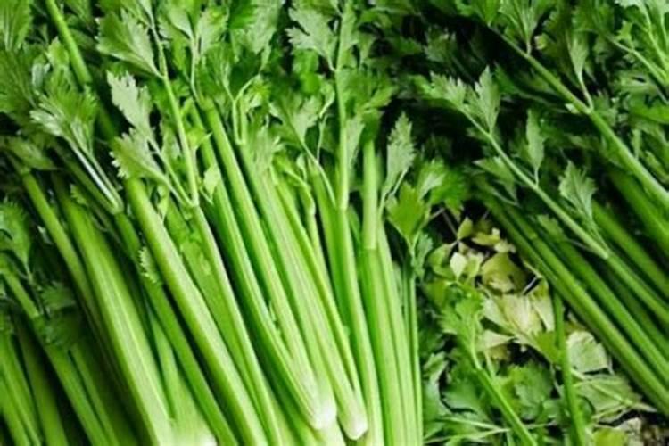 喷什么叶面肥芹菜长得快 喷施方法有哪些