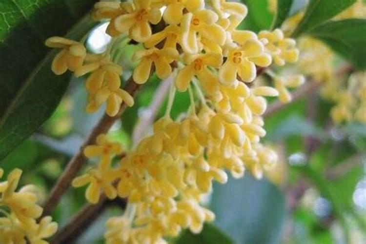 桂花冬季能不能用磷酸二氢钾？