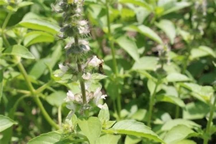 荆芥怎么种？