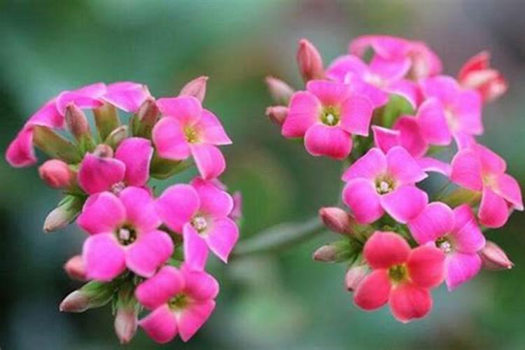 尿素能浇哪些花