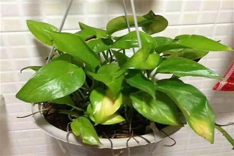 绿肥是怎样制作的？