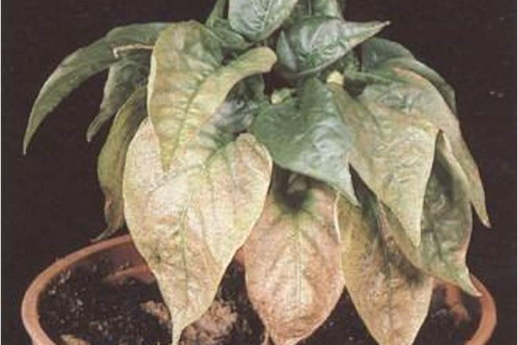 叶子发黄是缺什么肥 叶子发黄是缺什么肥料