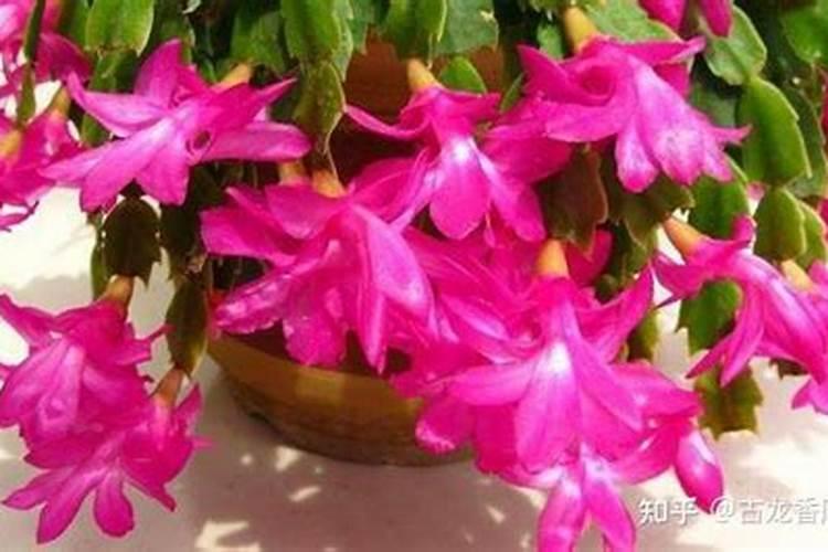 月季疯长不开花什么原因