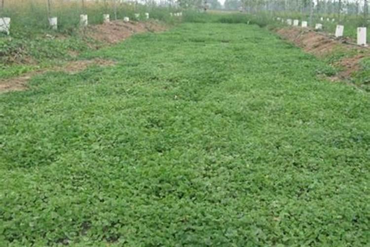 马蹄种植需要什么肥料