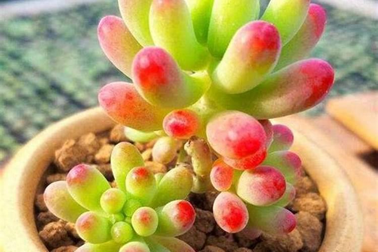 蟹爪兰使用什么肥？