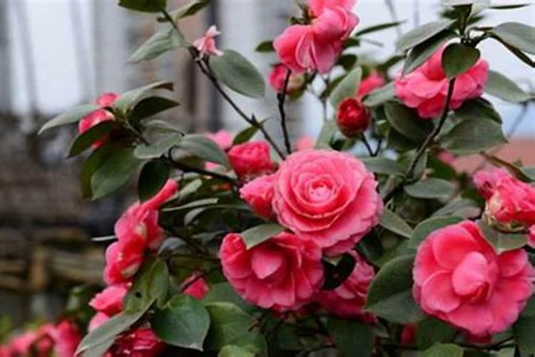 4种常见花卉施肥方法;适合各种花卉的肥料