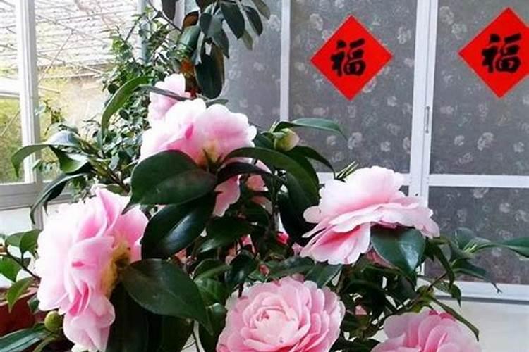 家中经常见的哪些东西是多肉的极品肥料？