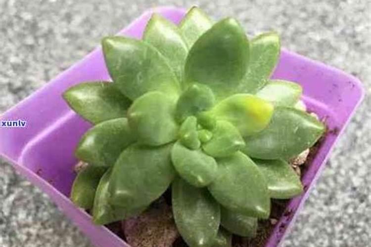 种多肉时底肥放在花盆的什么位置？