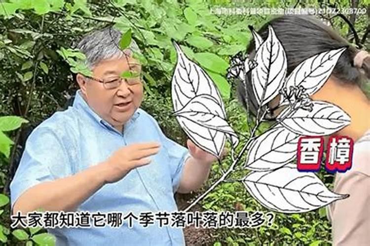叶门铁的养殖方法是什么？