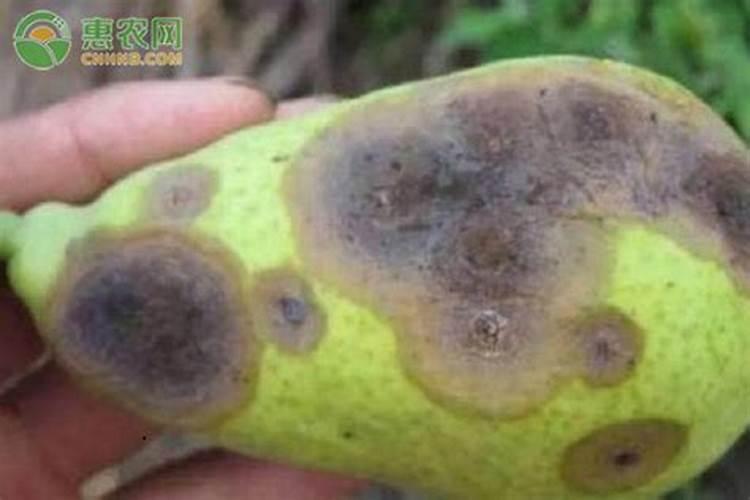 植物生长所需要的养料绝大部分是由根从地下吸收的对吗