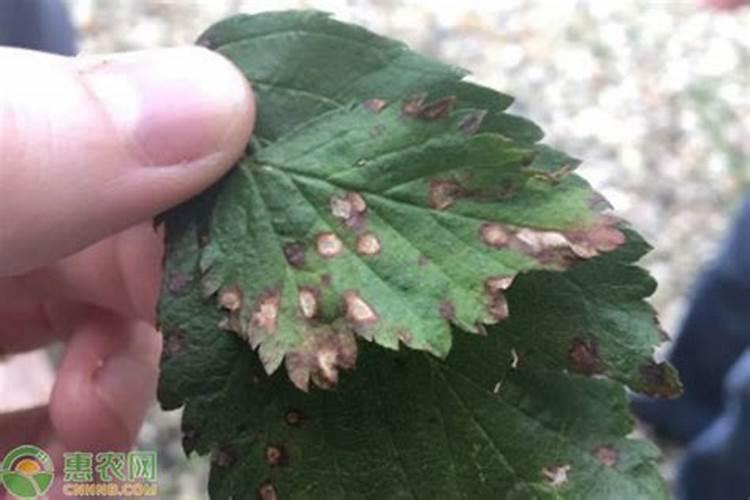 代森锰锌可以和什么杀虫剂混用