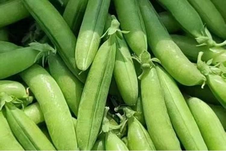 荷兰豆种植方法