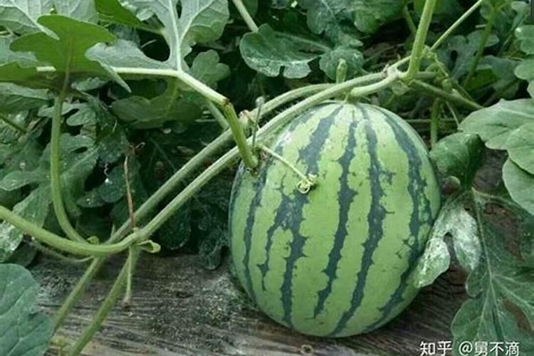 百合什么时候栽种合适 栽种时间和管理