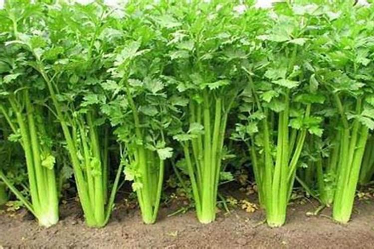 茶树用什么肥料长得快,茶树种植几年可以采摘