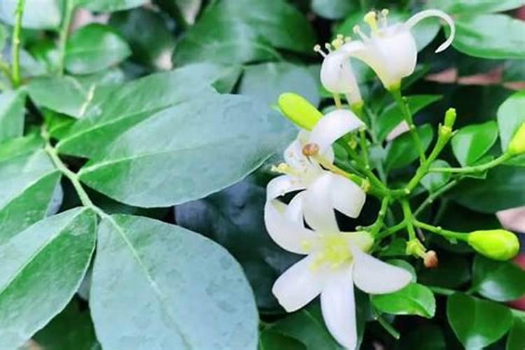 当前小麦价格是多少钱一斤？新小麦和陈小麦怎么区分？