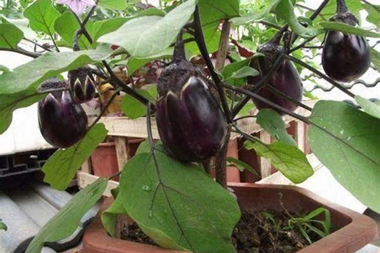 茄子施什么肥最好
