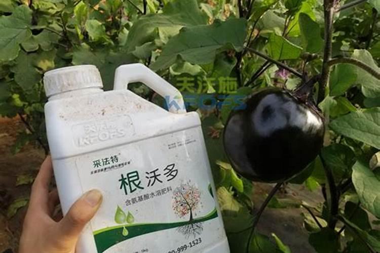 茄子用什么肥料高产