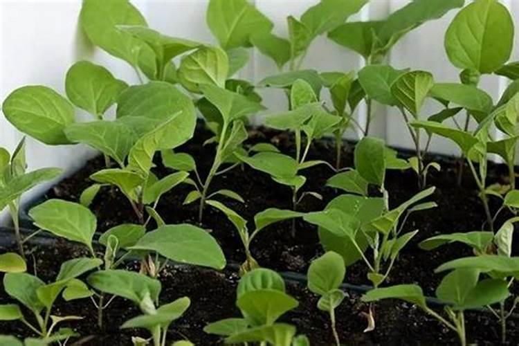 种茄子用什么肥料比较好？