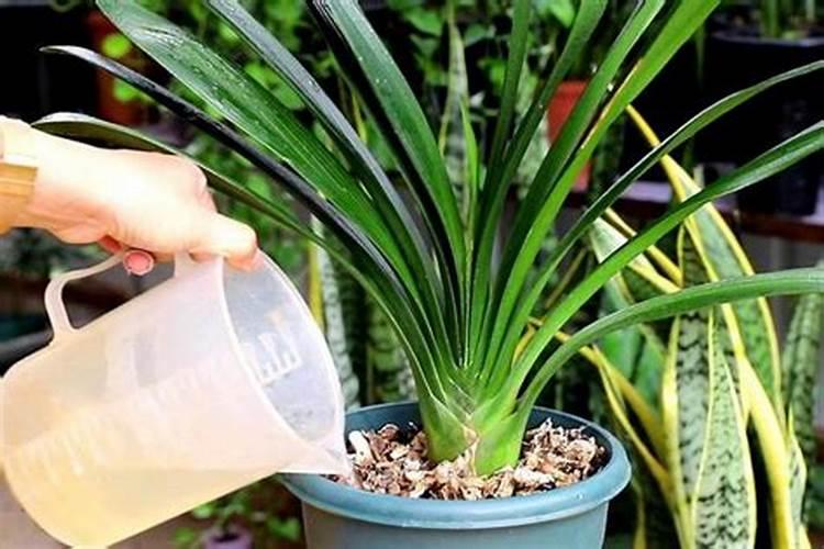 膨果期能打芸苔素吗