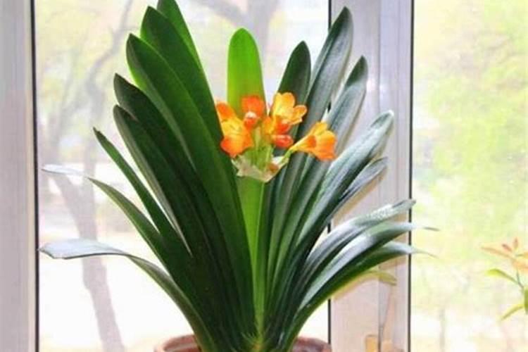 君子兰叶面肥怎么用