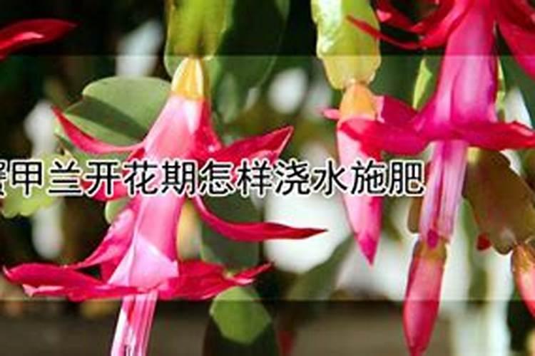 兰草花的种植需要什么肥料种植兰草花用哪些肥料好