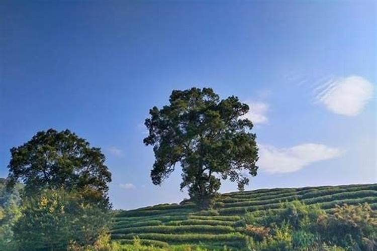 油茶施什么肥最好
