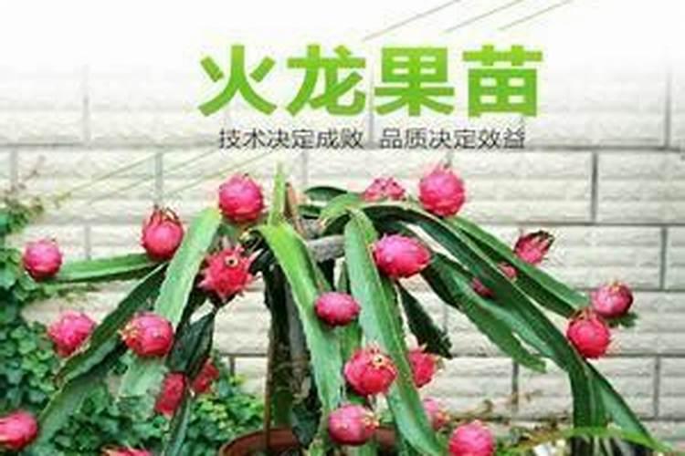 氮肥促进果树开花结果吗