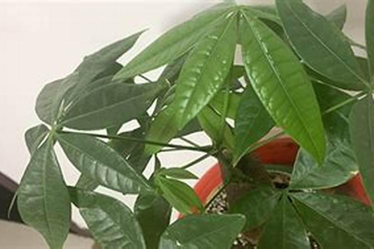 发财树浇什么肥料可枝叶旺盛